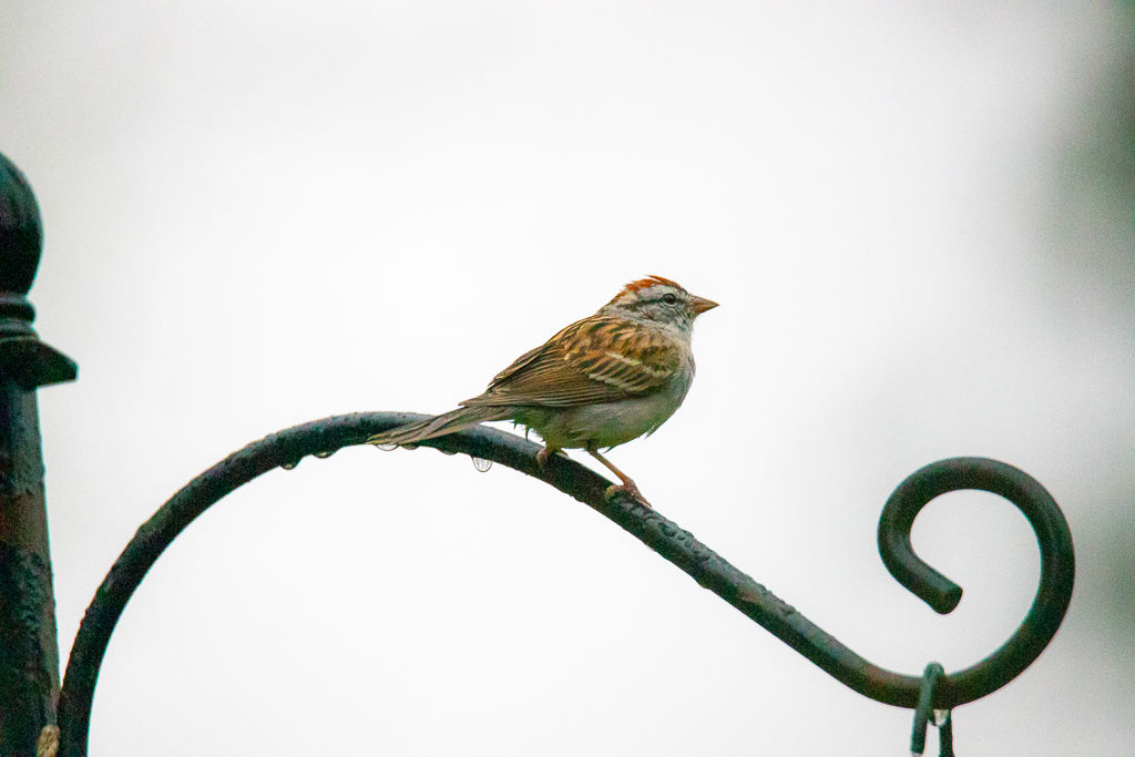 Backyard Birds NH-1657.jpg